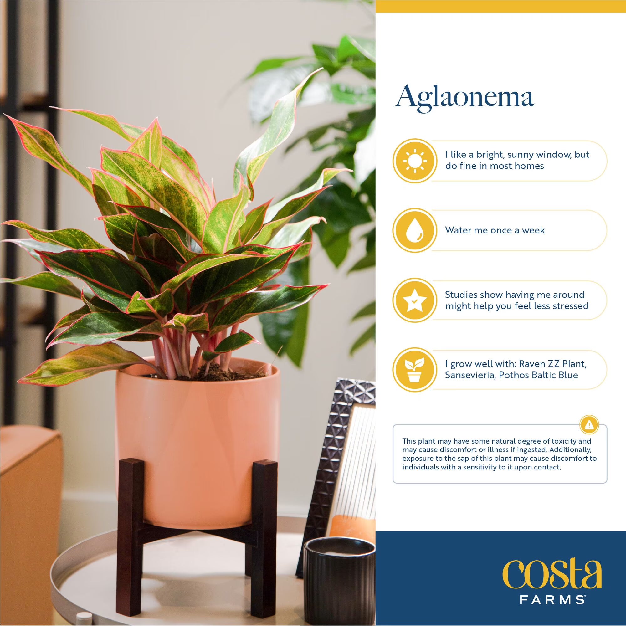 Costa Farms 14" Siam Aurora Aglaonema Live House Plant in 5" Pot Cover